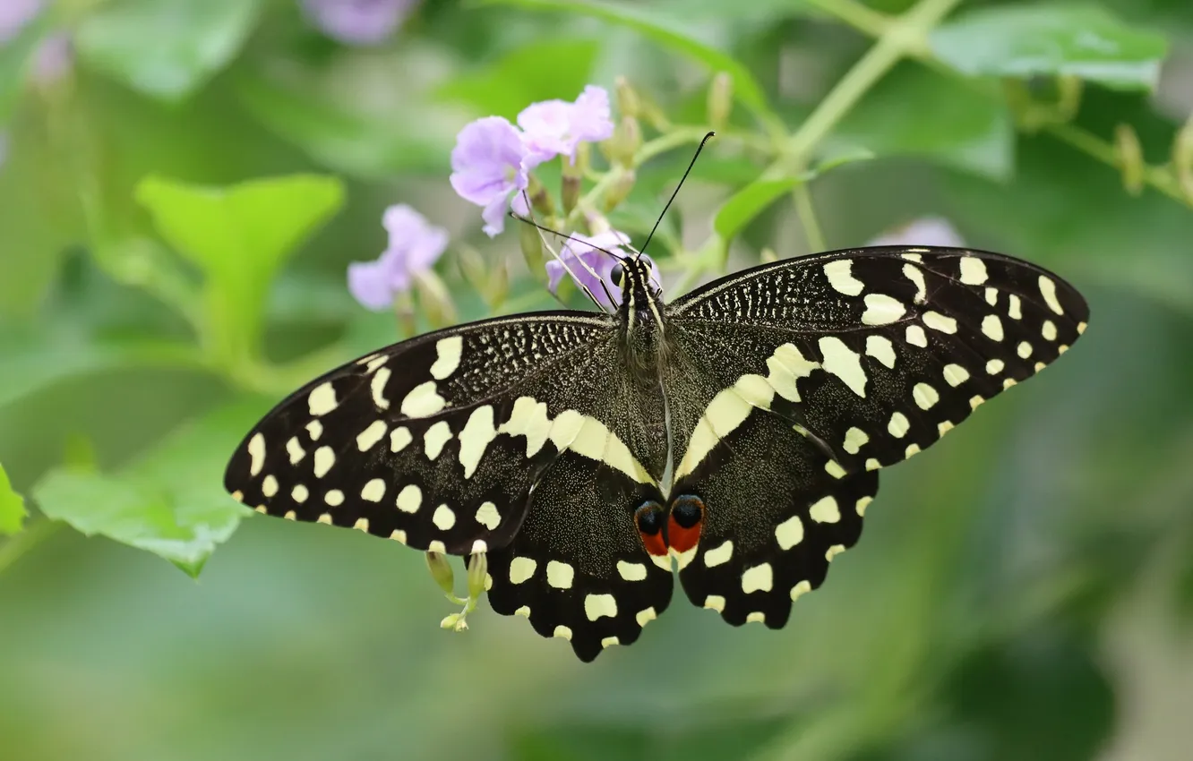 Photo wallpaper flower, macro, butterfly, wings, beautiful, closeup