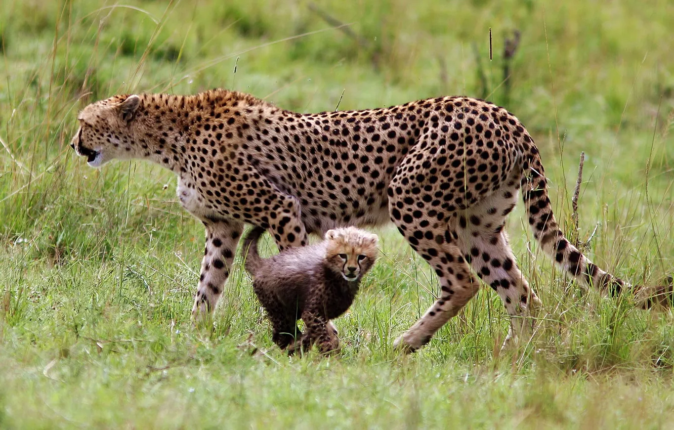Photo wallpaper nature, animal, Cheetah, Kenya, Cheetah, Masai Mara National Reserve