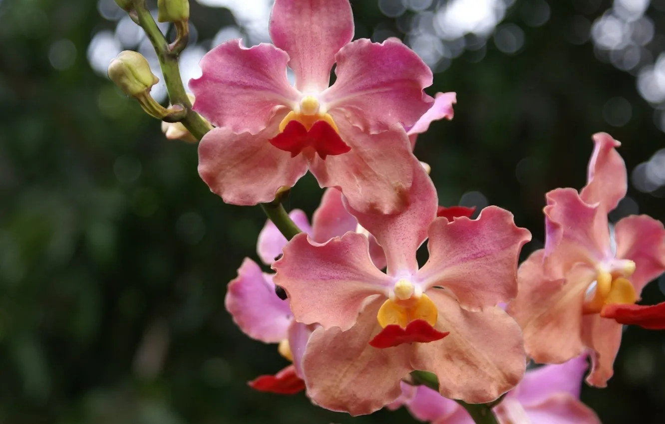 Photo wallpaper greens, macro, flowers, branches, pink, buds, Orchid, bokeh
