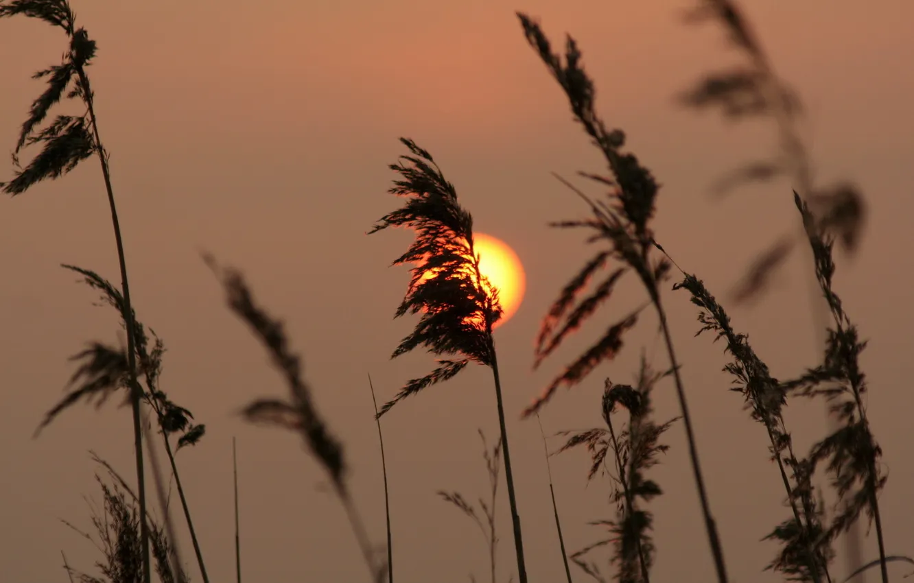 Photo wallpaper the sun, sunset, tall grass