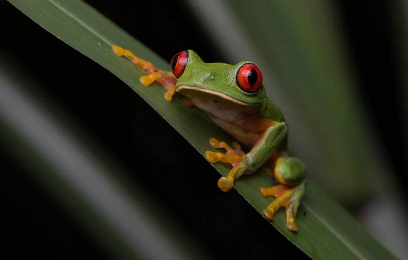 Photo wallpaper grass, look, macro, pose, green, frog, legs, leaf