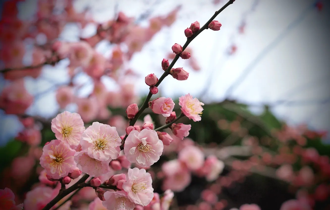 Photo wallpaper macro, flowers, branch, Tree, petals, blur, pink, apricot