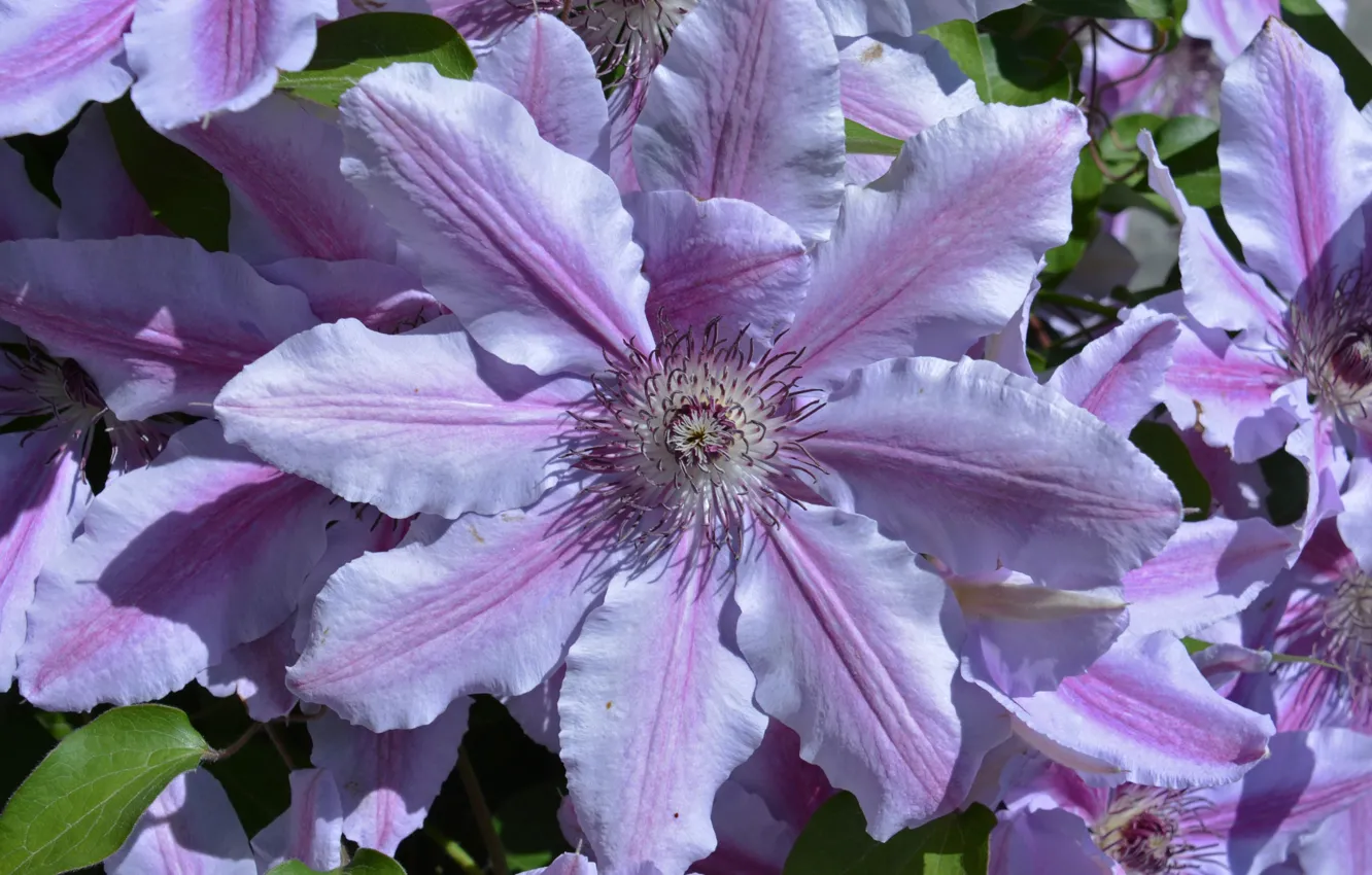 Photo wallpaper macro, lilac, clematis, clematis