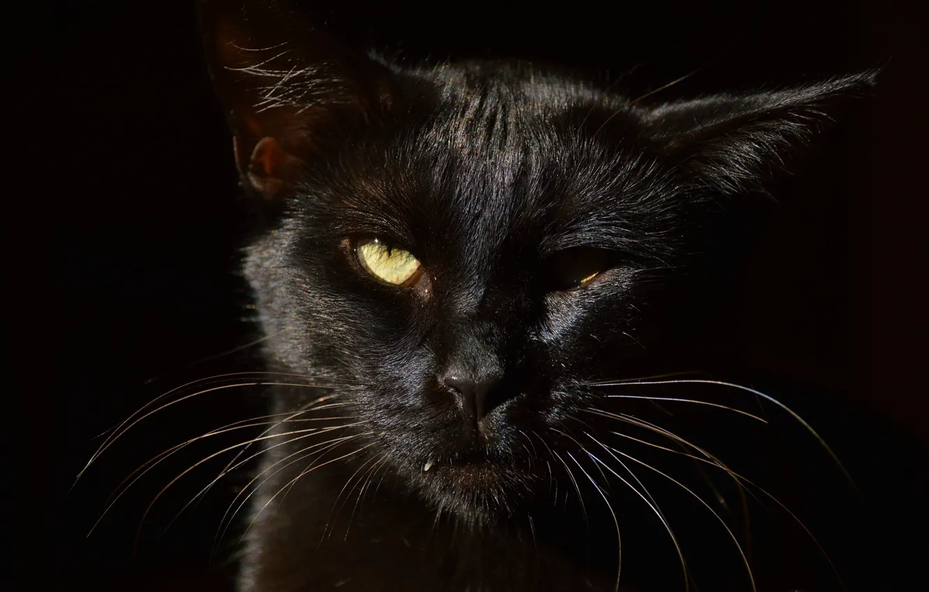 Photo wallpaper cat, cat, look, face, light, the dark background, black, portrait