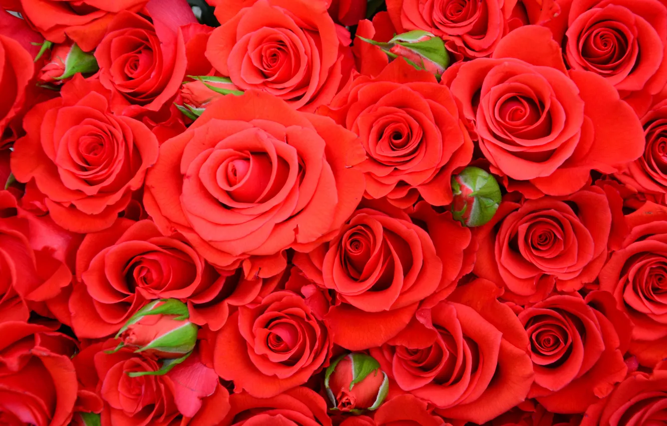 Photo wallpaper roses, red, red, buds, beautiful, roses