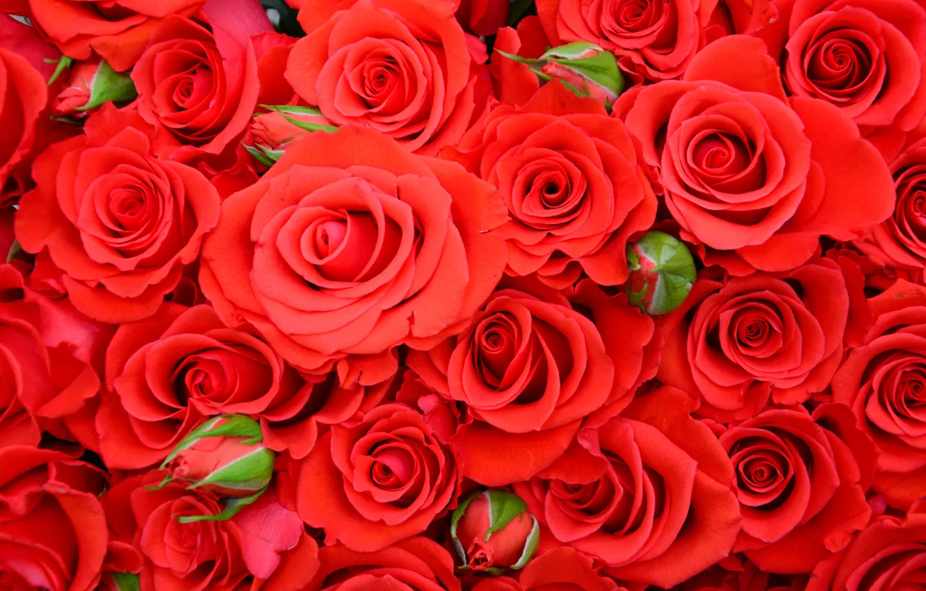 Photo wallpaper red, roses, red, beautiful, buds, roses