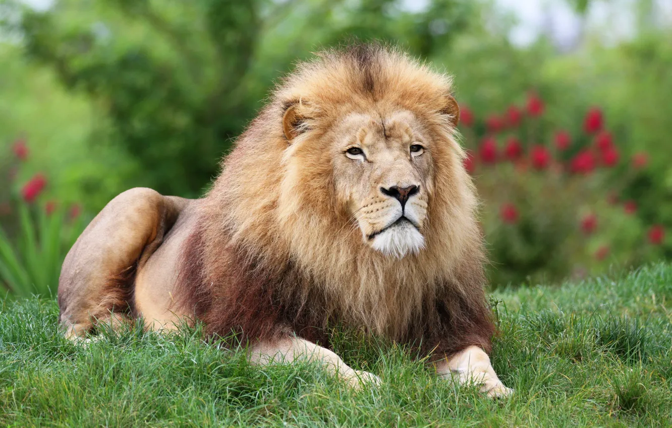 Photo wallpaper summer, grass, look, face, flowers, nature, pose, Leo