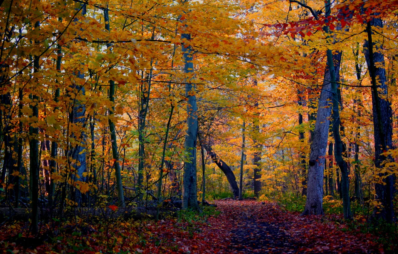 Photo wallpaper autumn, forest, trees, nature, photo, trail