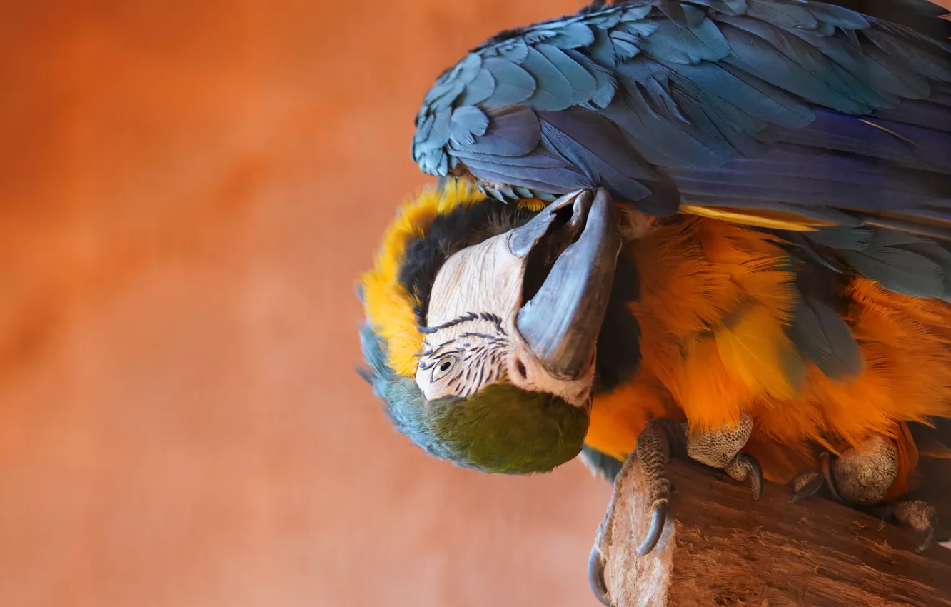 Photo wallpaper pose, bird, beak, parrot, log, orange background, sitting, Ara