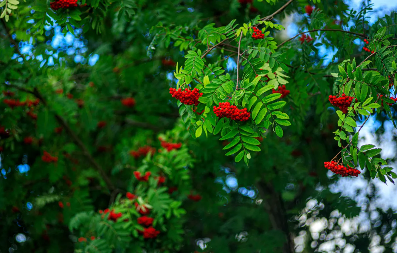 Photo wallpaper greens, autumn, leaves, trees, branches, berries, Rowan