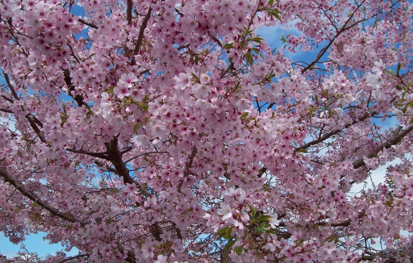 Photo wallpaper tree, spring, flowering, trees, Spring, blossoms, flowering