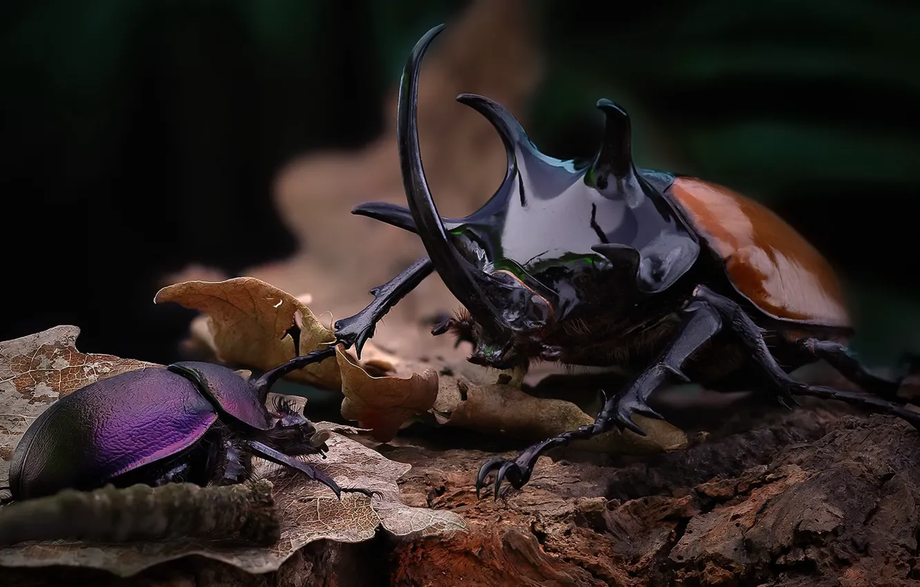 Photo wallpaper macro, nature, beetle