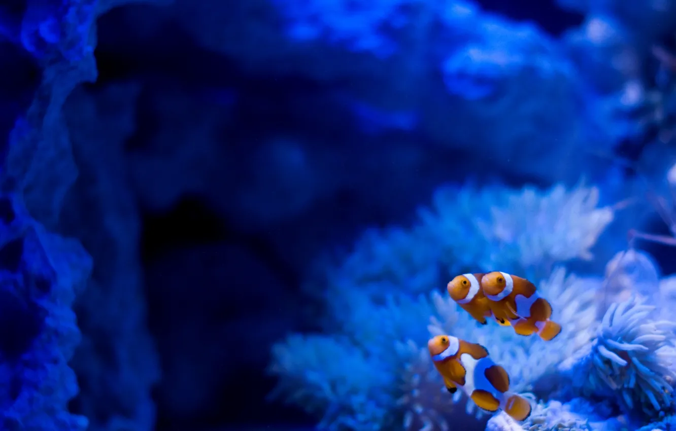 Photo wallpaper algae, stones, aquarium, clown fish