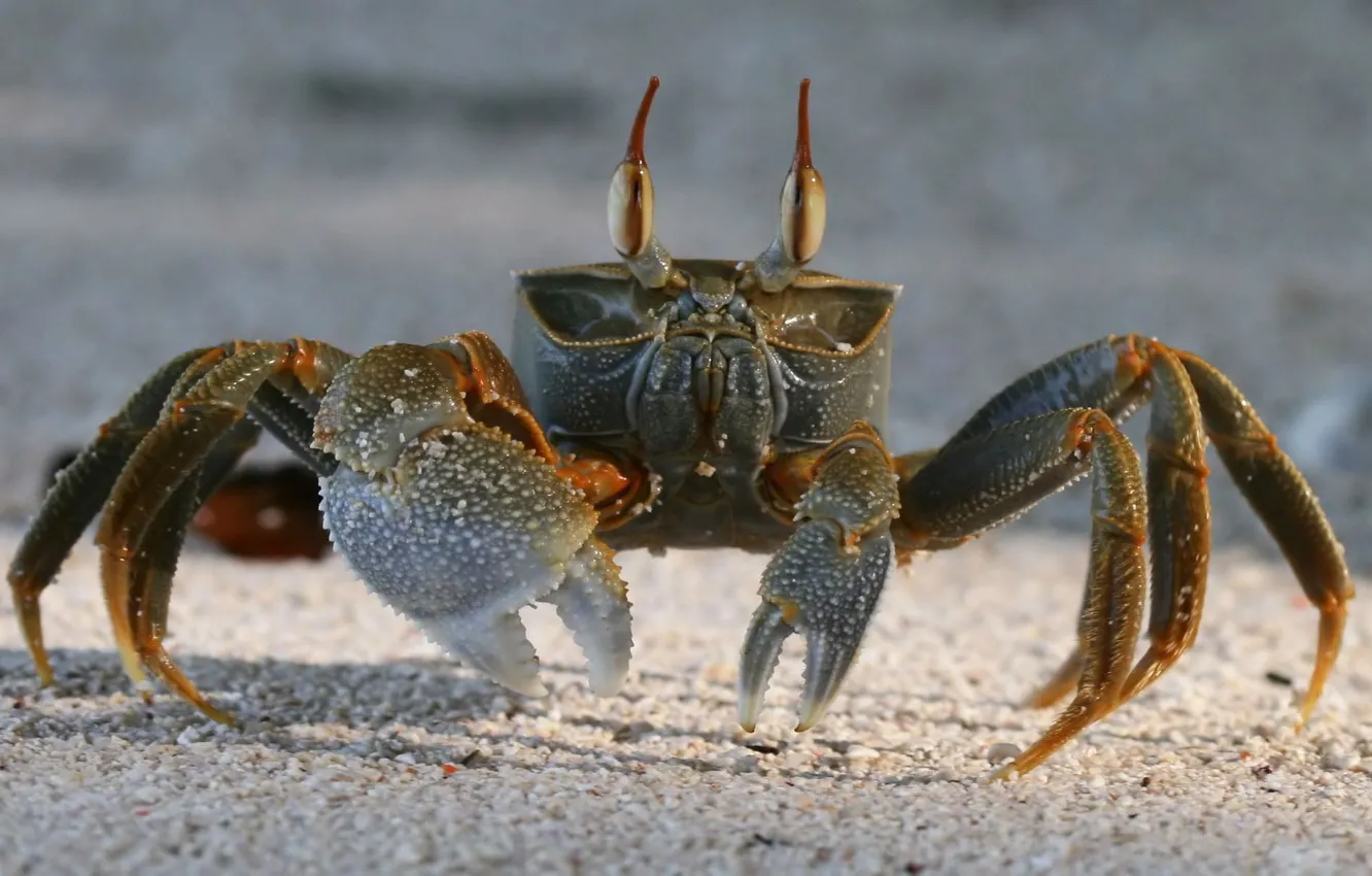 Photo wallpaper sand, crab, crab