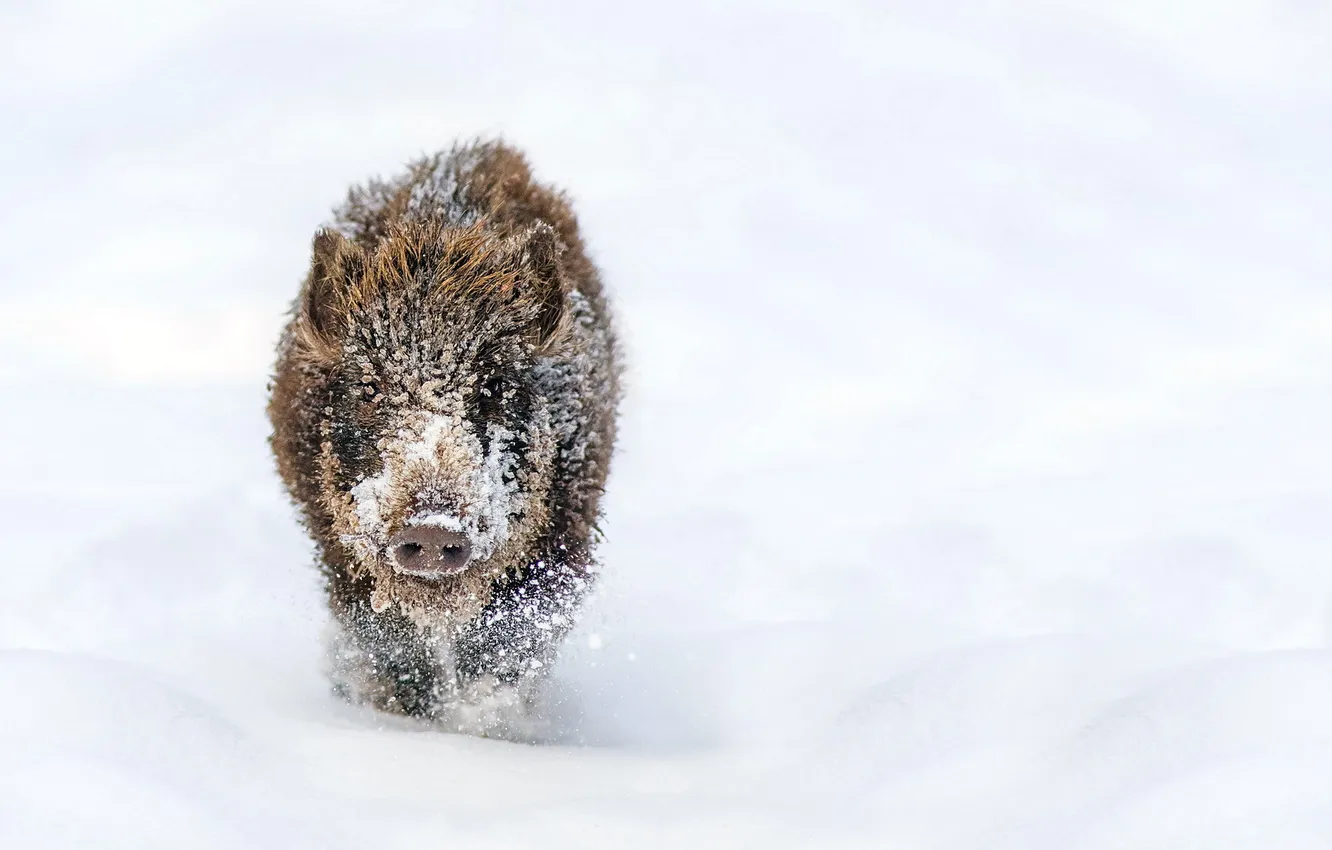 Photo wallpaper winter, snow, boar