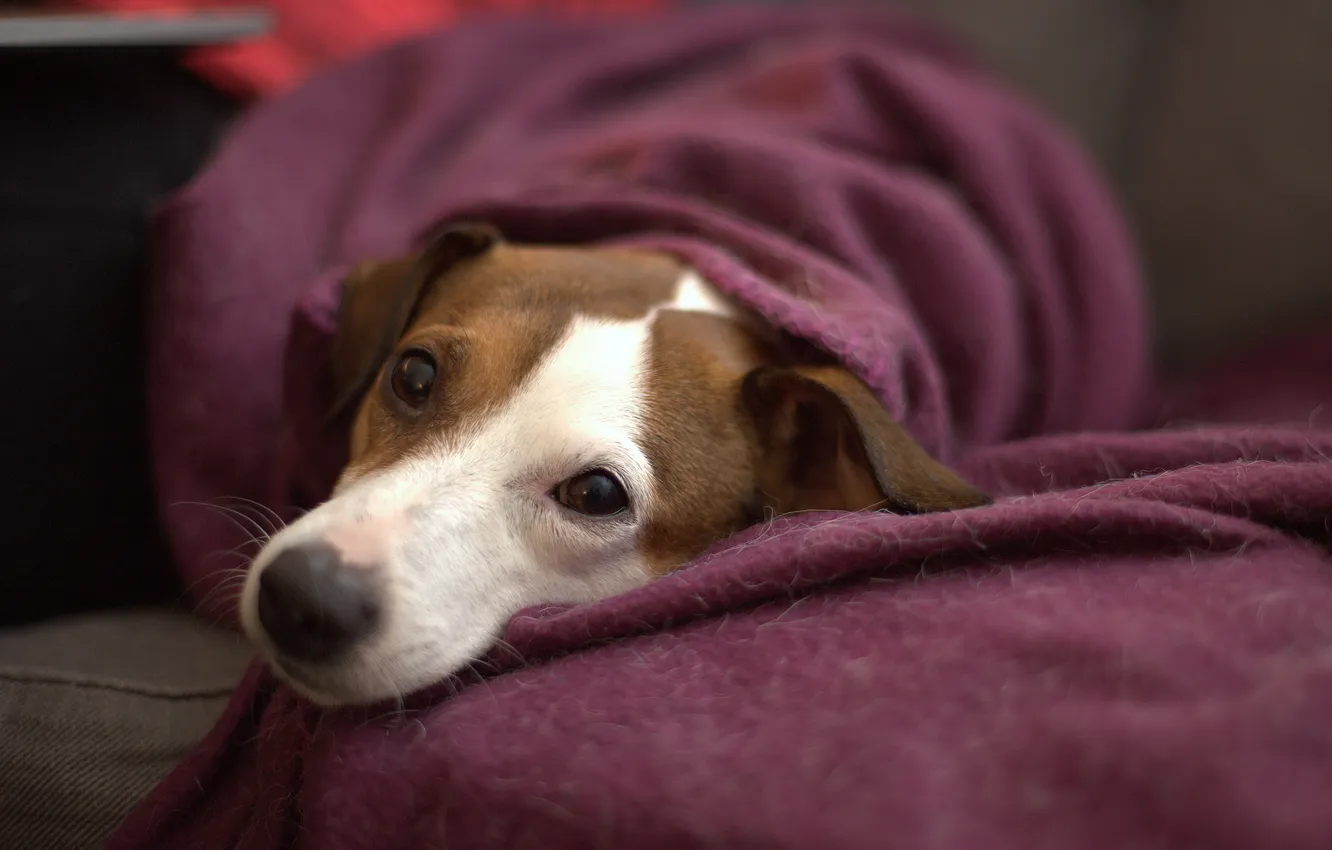 Photo wallpaper look, each, dog