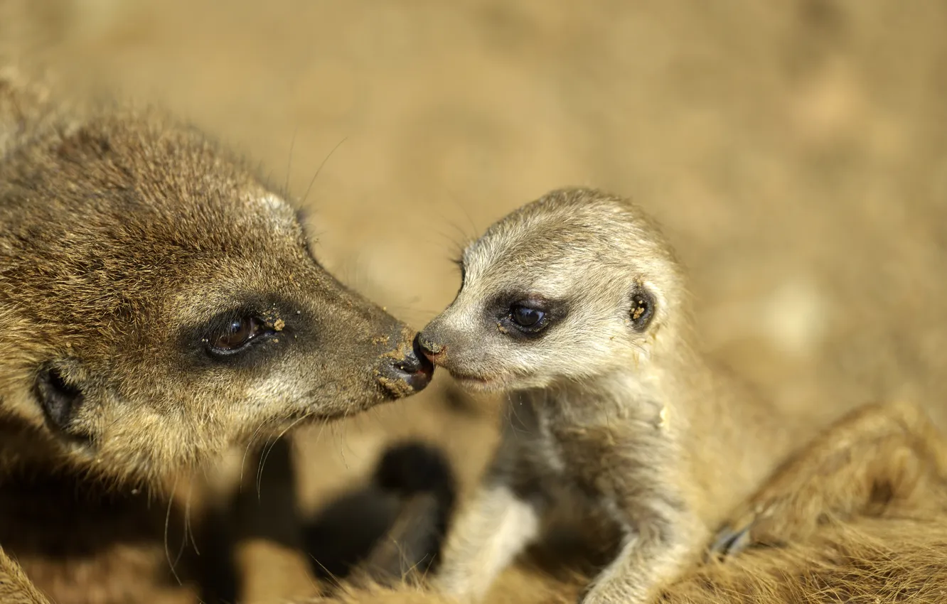 Photo wallpaper face, cub, meerkat