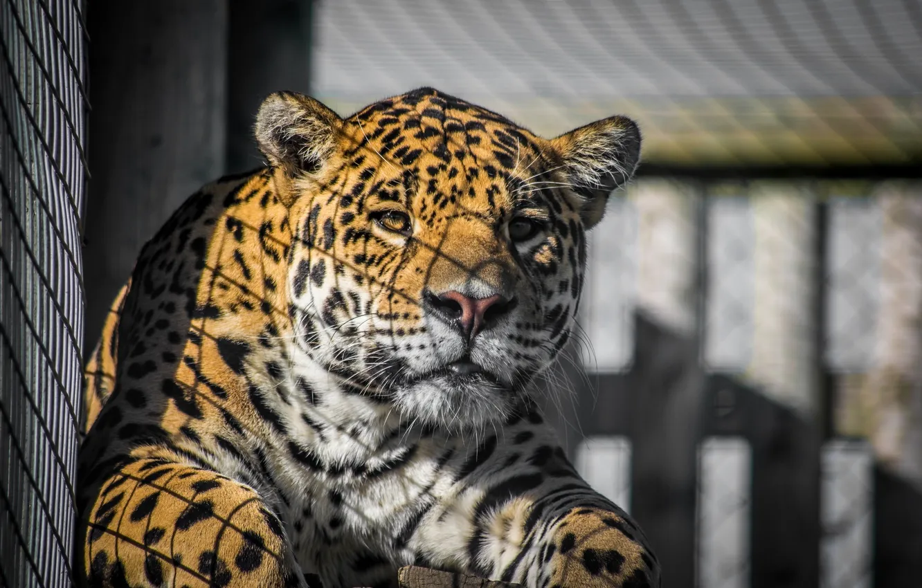 Photo wallpaper face, light, portrait, shadow, predator, grille, Jaguar, wild cat
