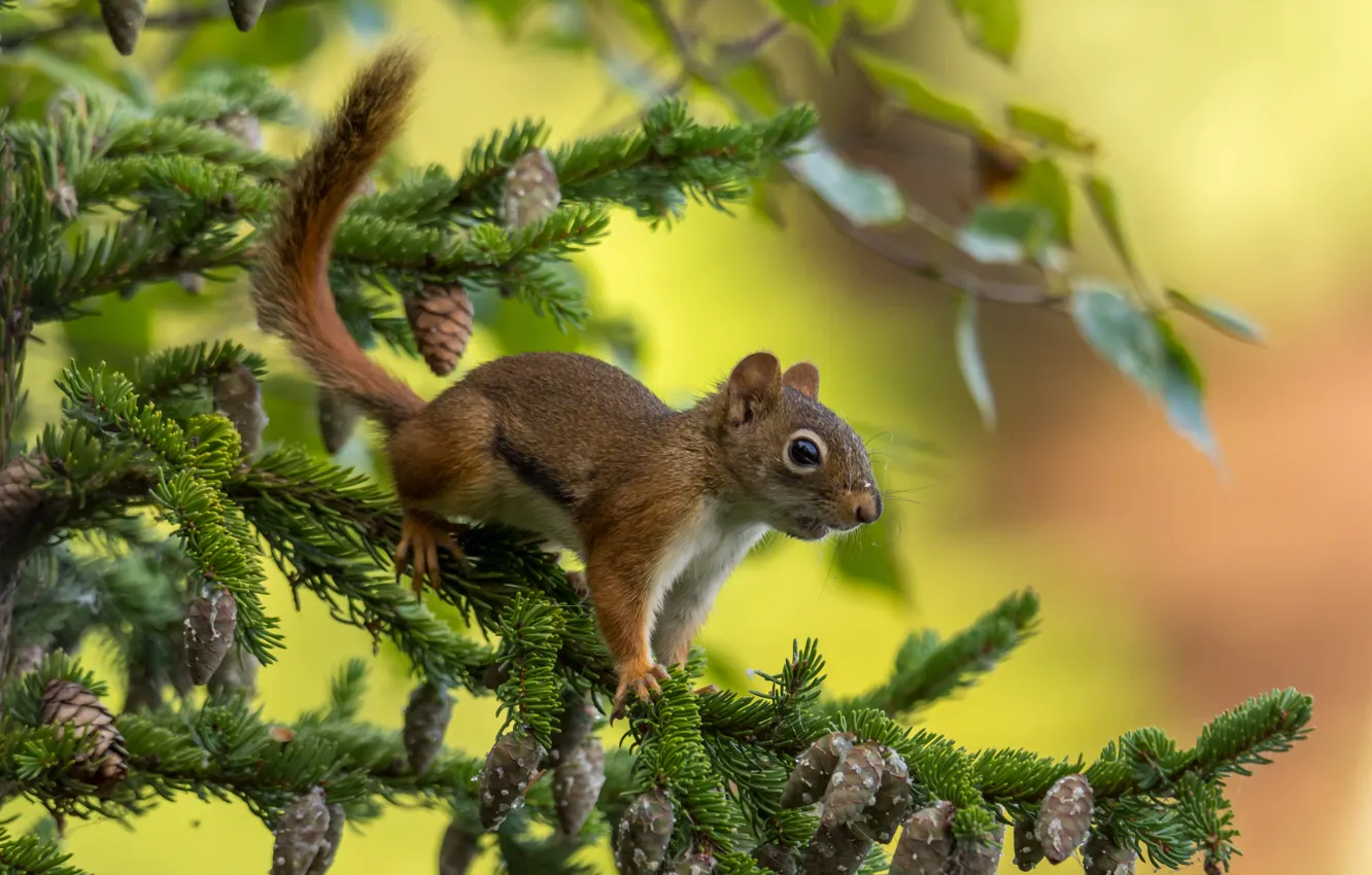Photo wallpaper branches, spruce, protein, needles, bumps
