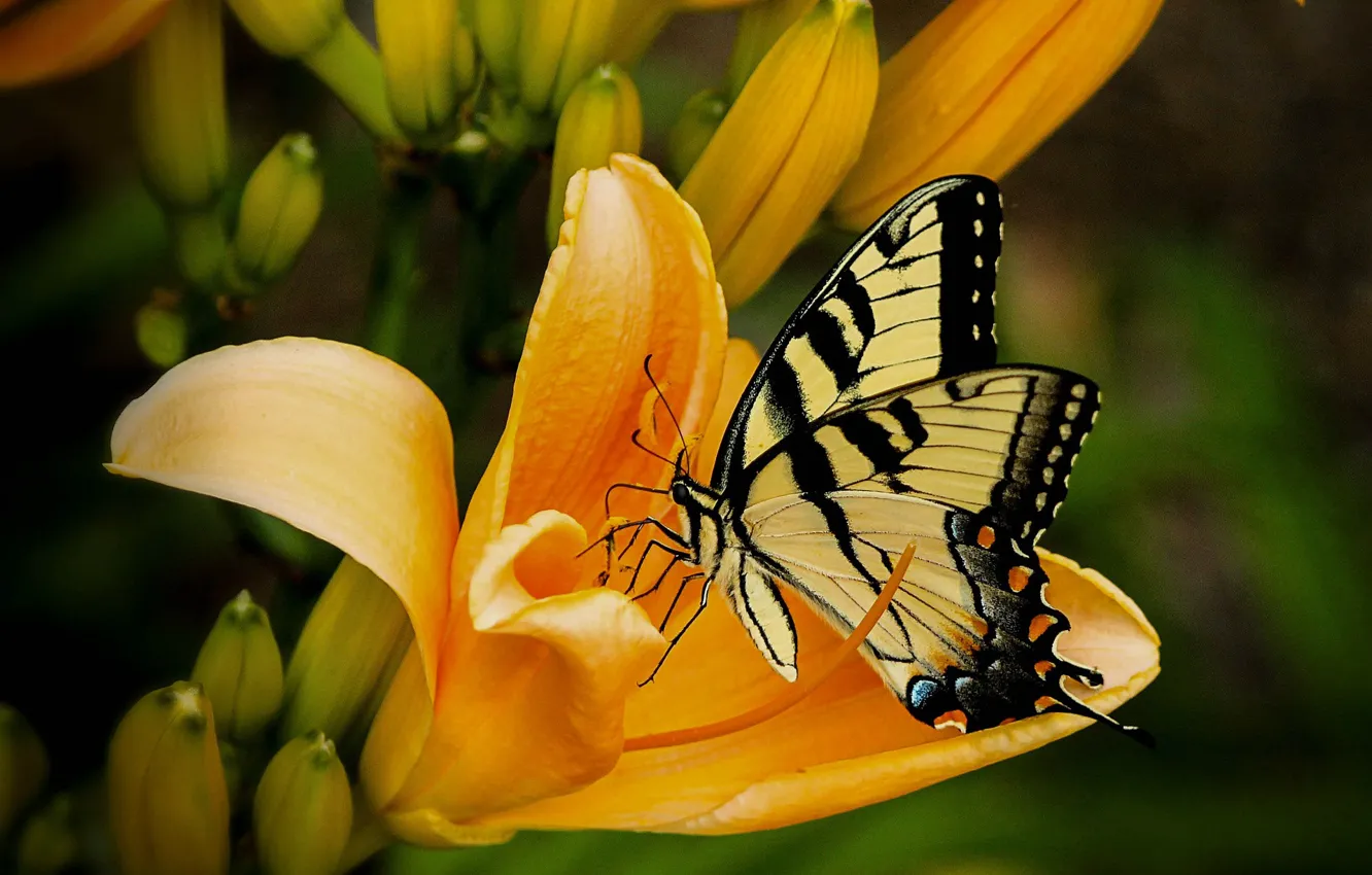 Photo wallpaper flowers, butterfly, Lily, petals, insect, moth