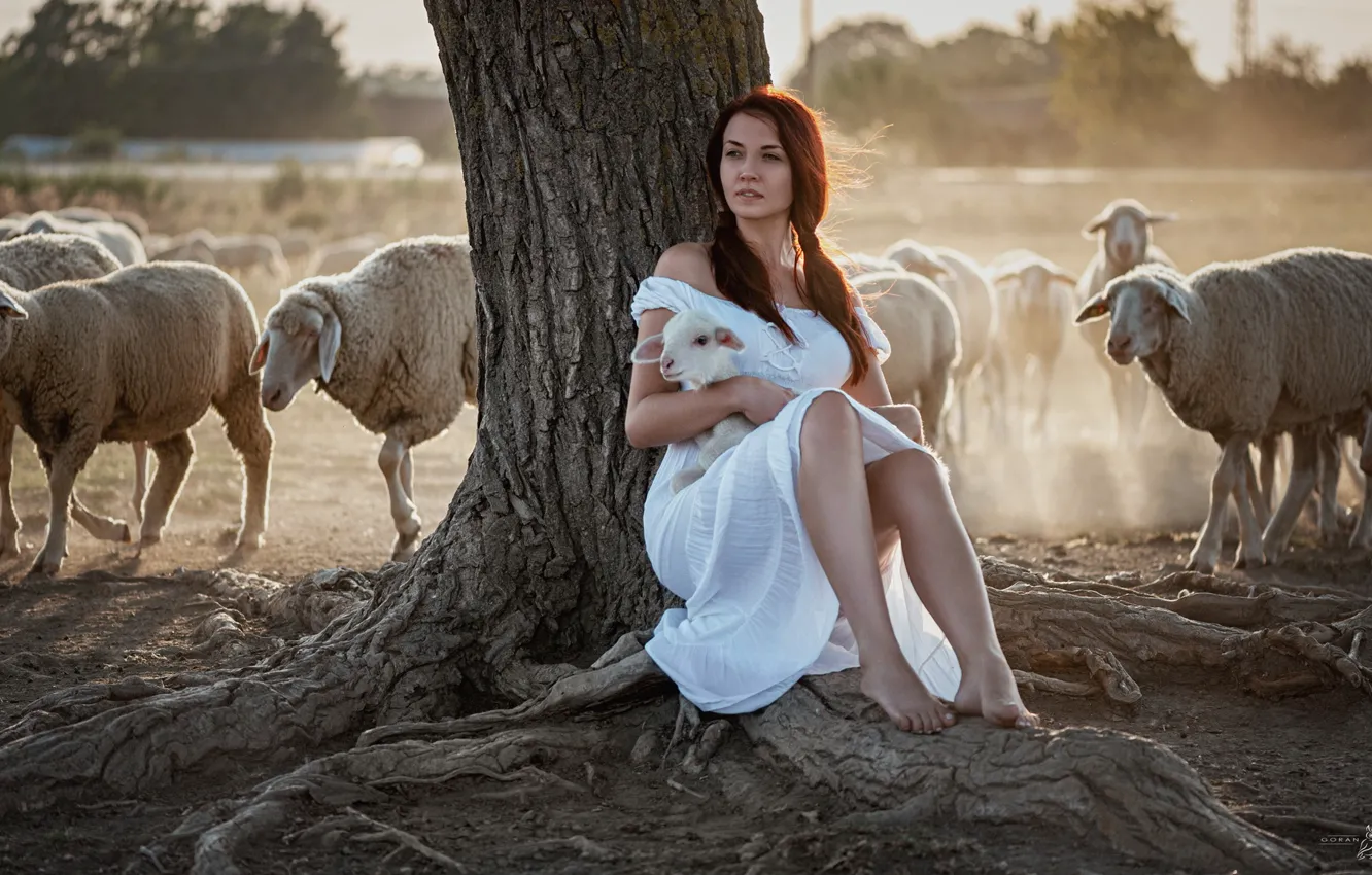 Photo wallpaper girl, sheep, the herd, lamb, Goran Dobozhanov