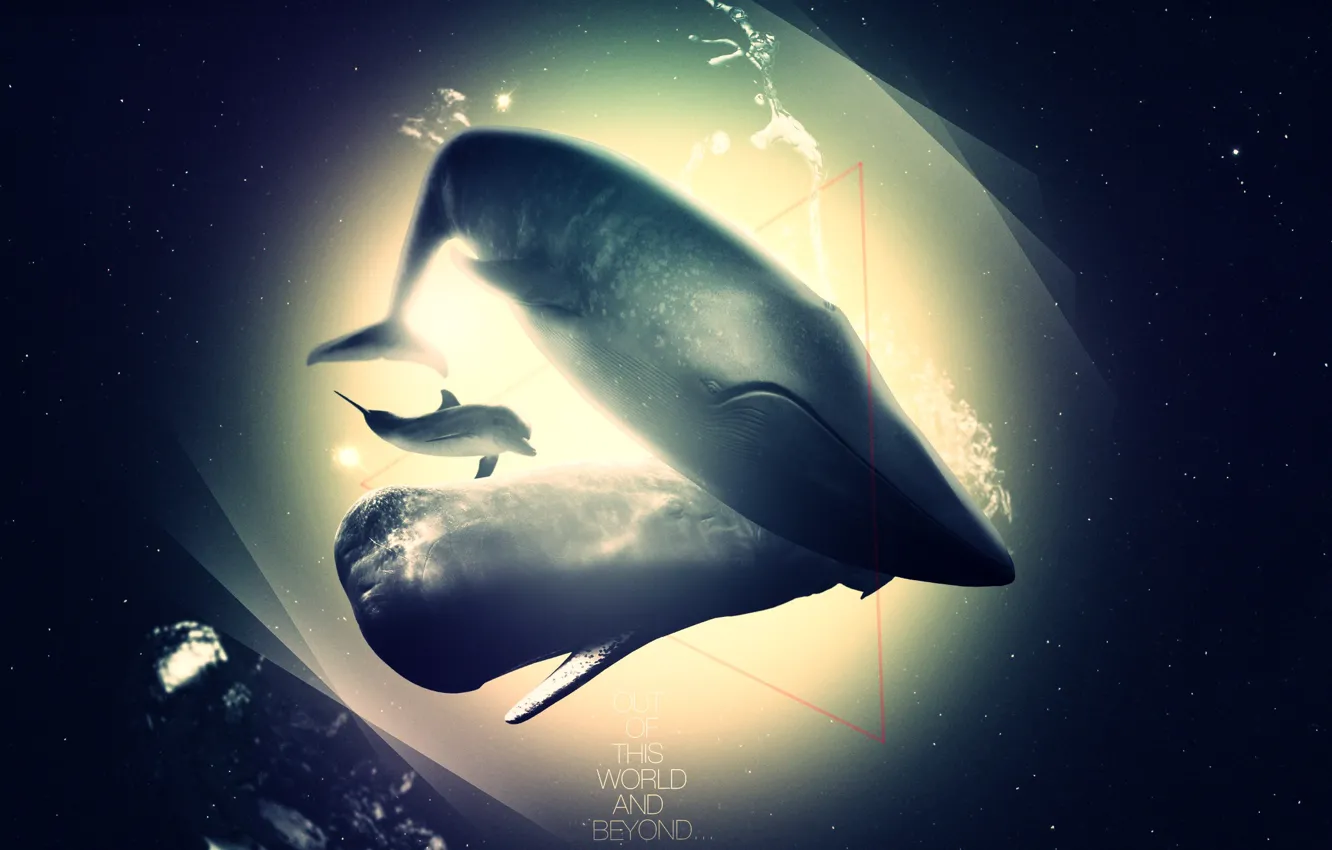 Photo wallpaper Dolphin, kit, abyss