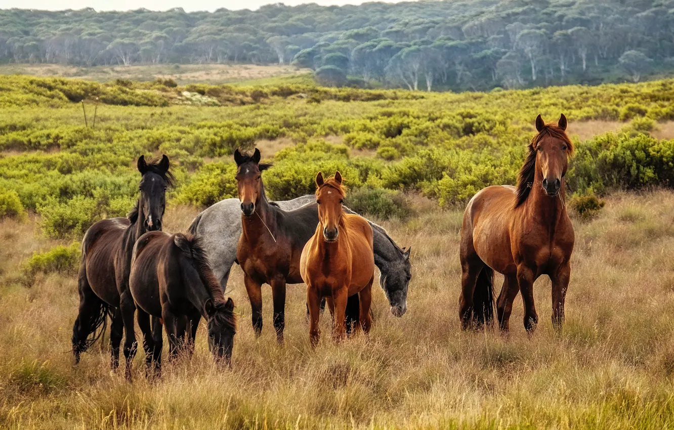 Photo wallpaper field, forest, face, nature, horse, horse, the herd
