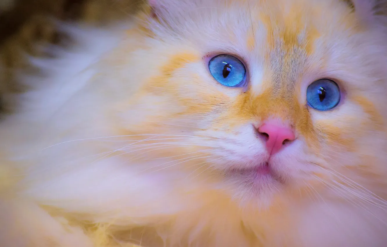Photo wallpaper cat, muzzle, kitty, blue eyes