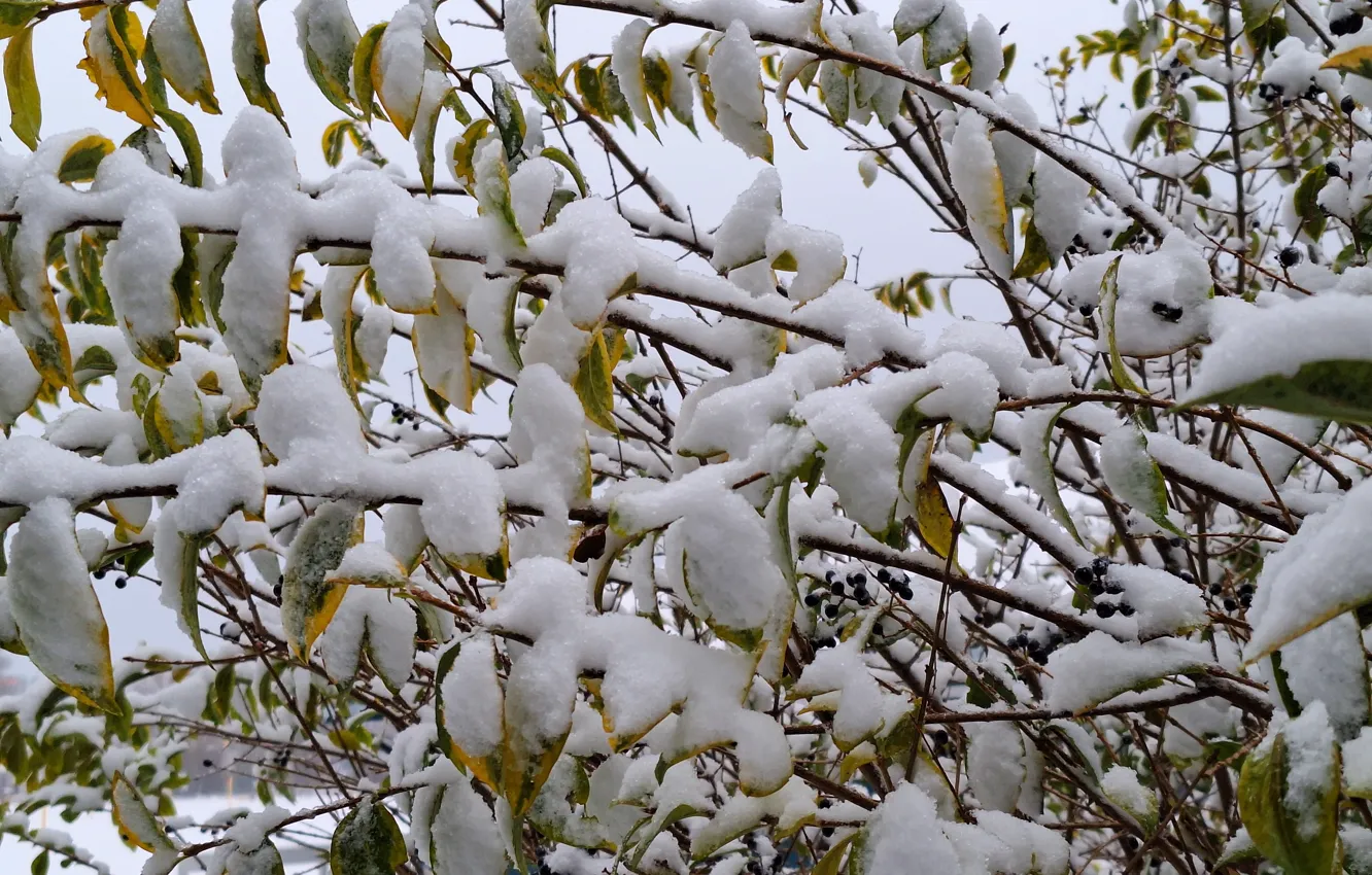 Photo wallpaper zima, snow, krzak