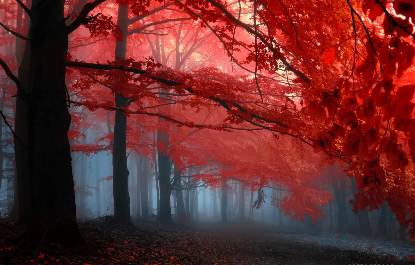 Photo wallpaper autumn, forest, leaves, trees, fog, the crimson