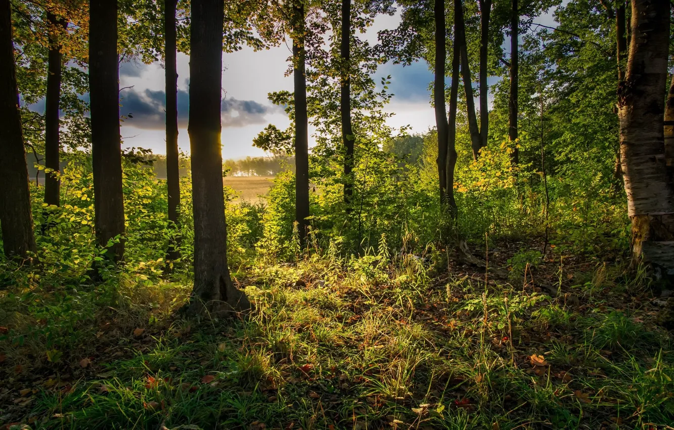 Photo wallpaper forest, grass, trees