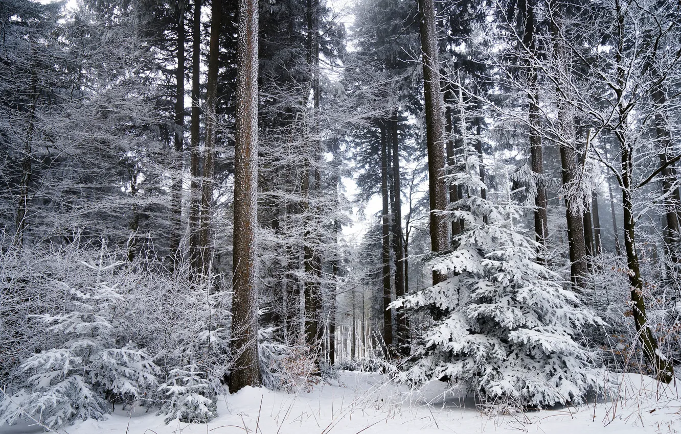 Photo wallpaper winter, frost, forest, trees