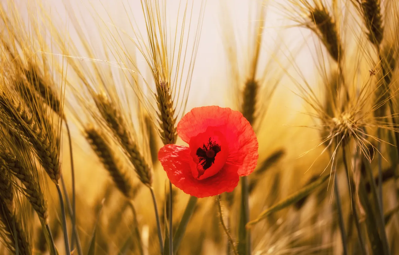Photo wallpaper field, flowers, red, one, Mac, rye, Maki, spikelets