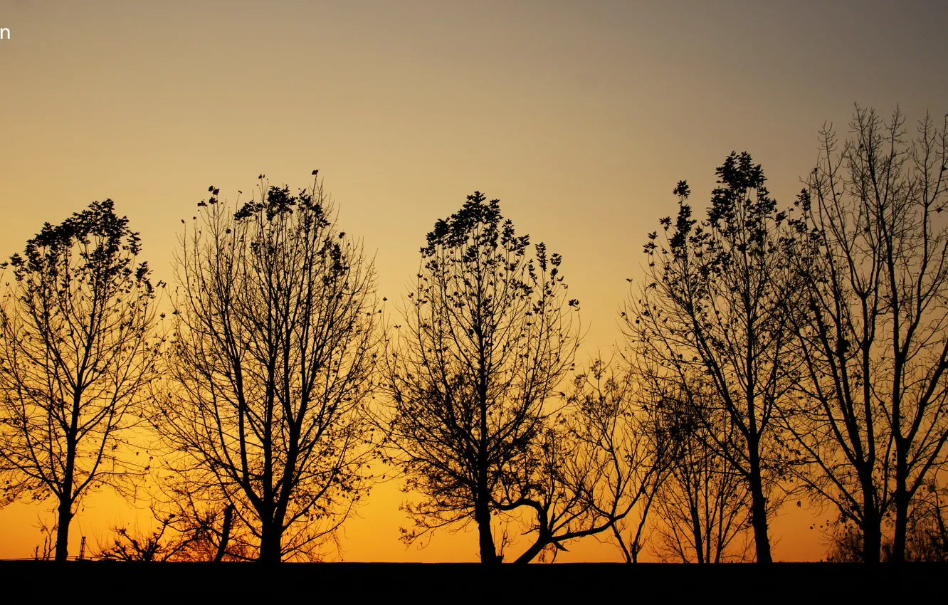 Photo wallpaper trees, nature, yellow, sunset, automn, Black and Yellow