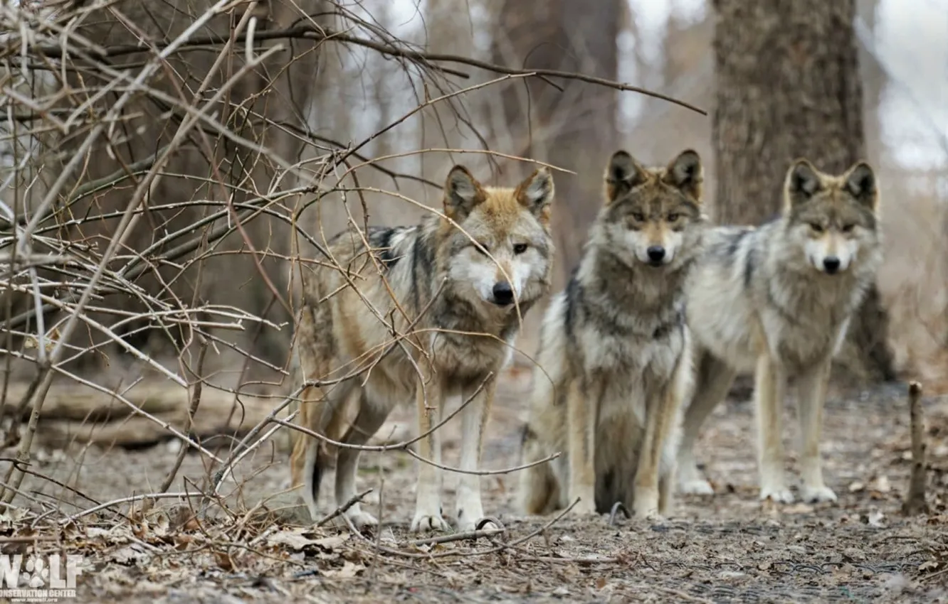 Photo wallpaper Predator, nature, animal, wolf, wolves, canis lupus, wildlife, portrait.