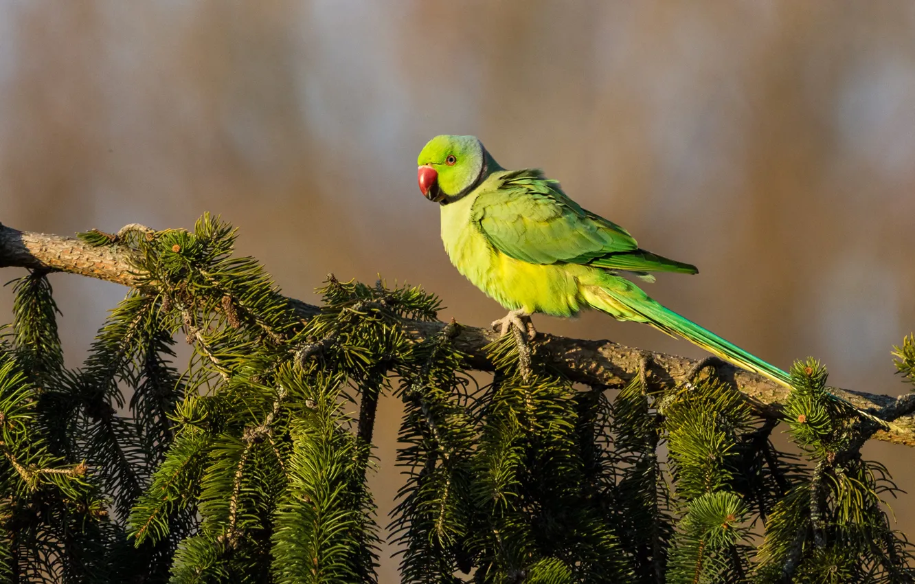 Photo wallpaper branches, green, bird, parrot, needles, Alexandrine