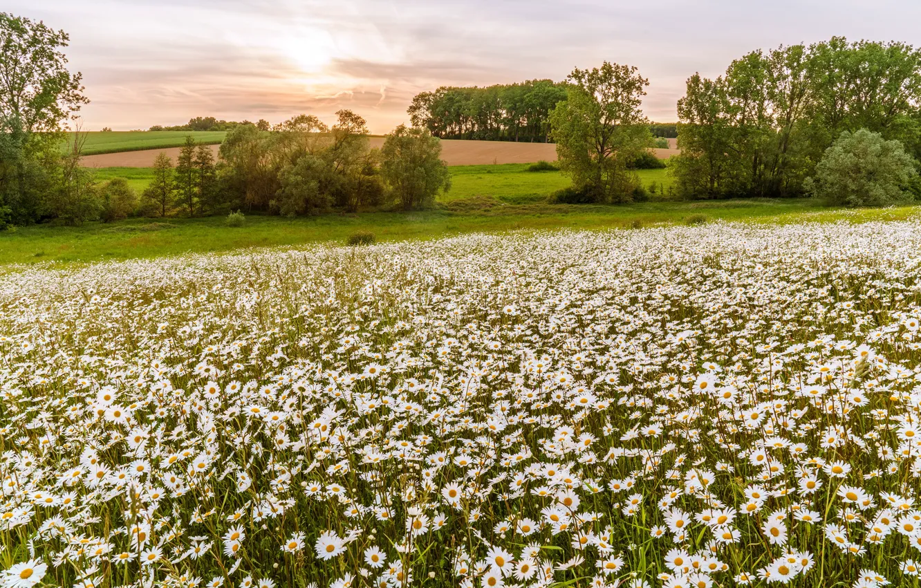 Photo wallpaper field, summer, the sun, trees, flowers, chamomile, spring, meadow