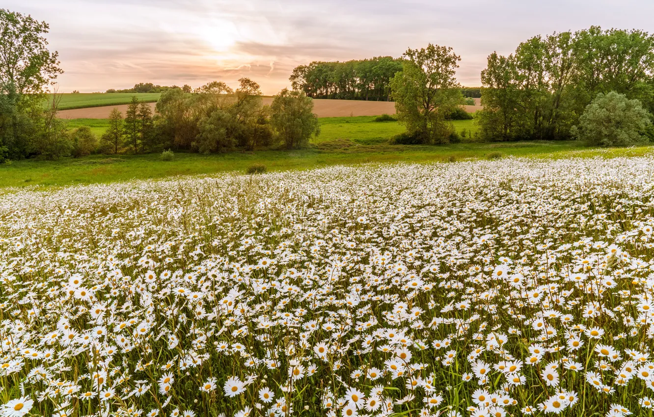Photo wallpaper field, summer, the sun, trees, flowers, field, chamomile, spring