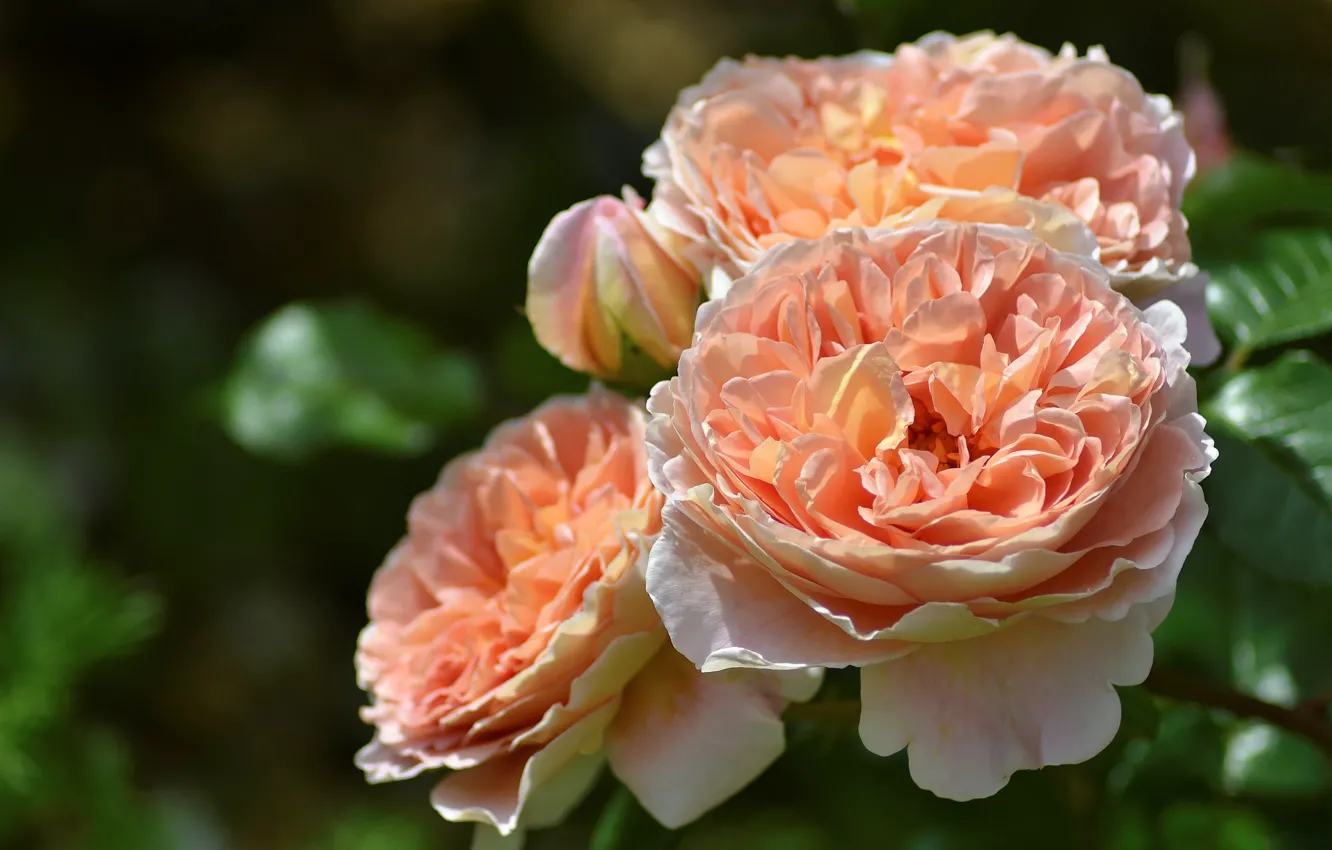 Photo wallpaper macro, roses, buds