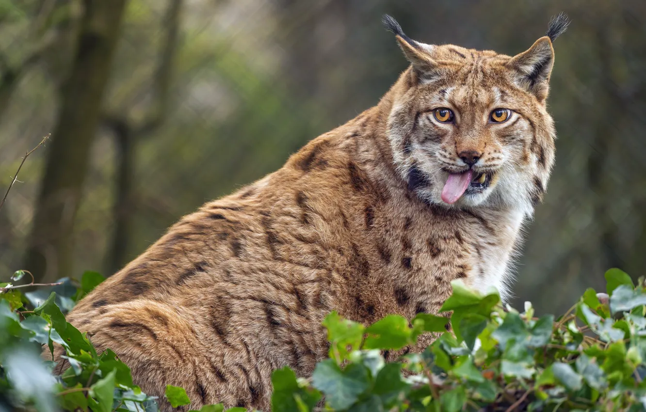 Photo wallpaper language, look, leaves, nature, lynx, sitting