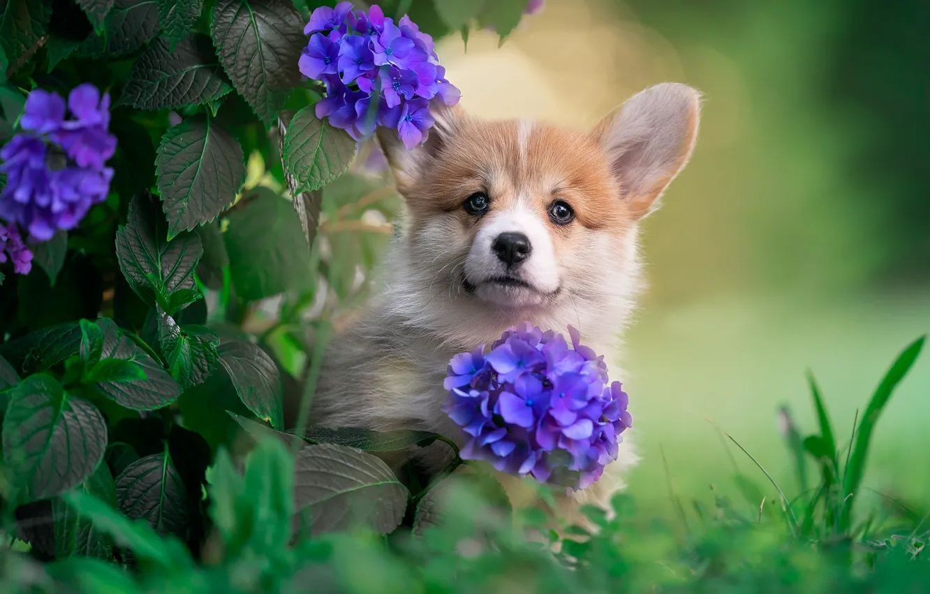 Photo wallpaper summer, flowers, dog, garden, puppy, face, the bushes, hydrangea