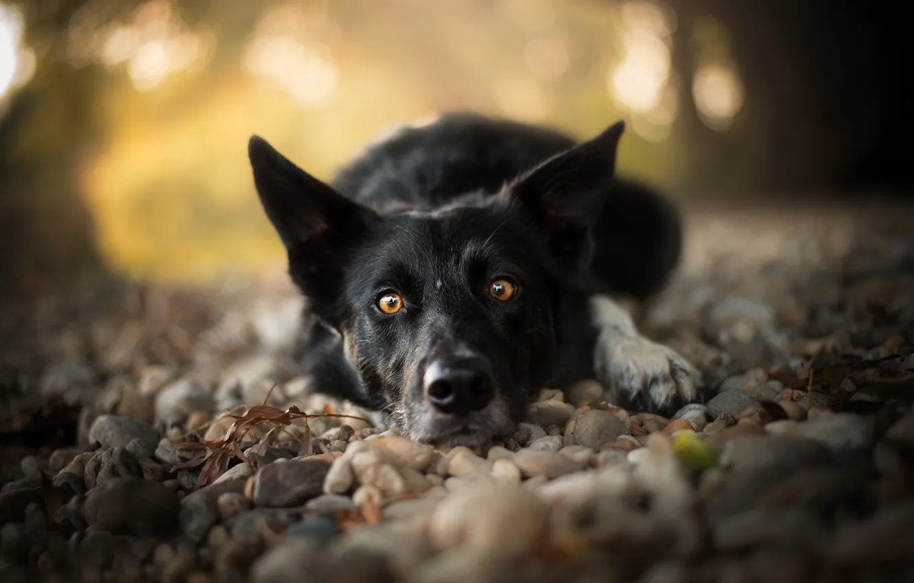 Photo wallpaper look, face, stones, dog