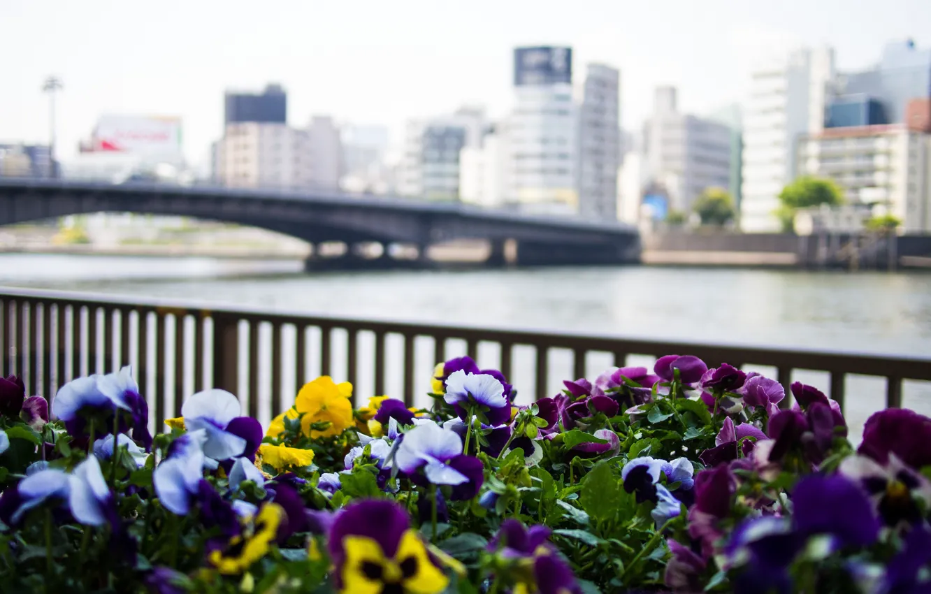 Photo wallpaper flowers, bridge, city, the city, river, building, fence, Japan