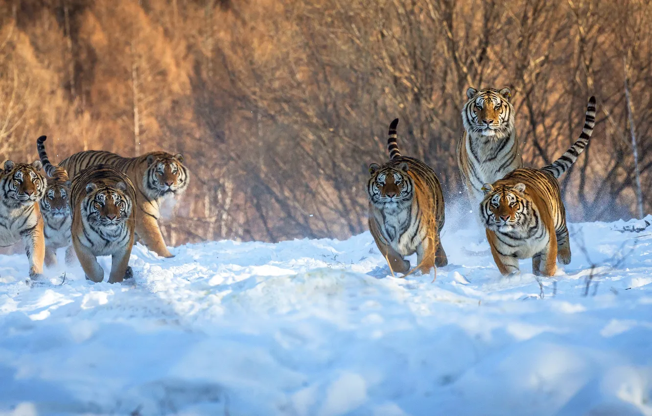 Photo wallpaper winter, forest, snow, branches, nature, tiger, each, running