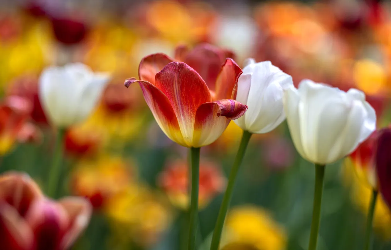Photo wallpaper flowers, red, spring, tulips, white, blur, bokeh, two-tone