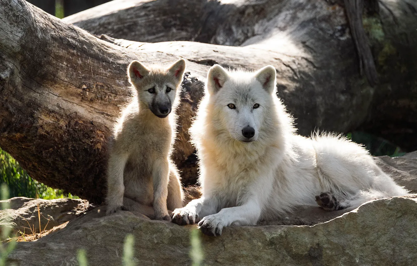 Photo wallpaper white, wolf, wolf, the cub