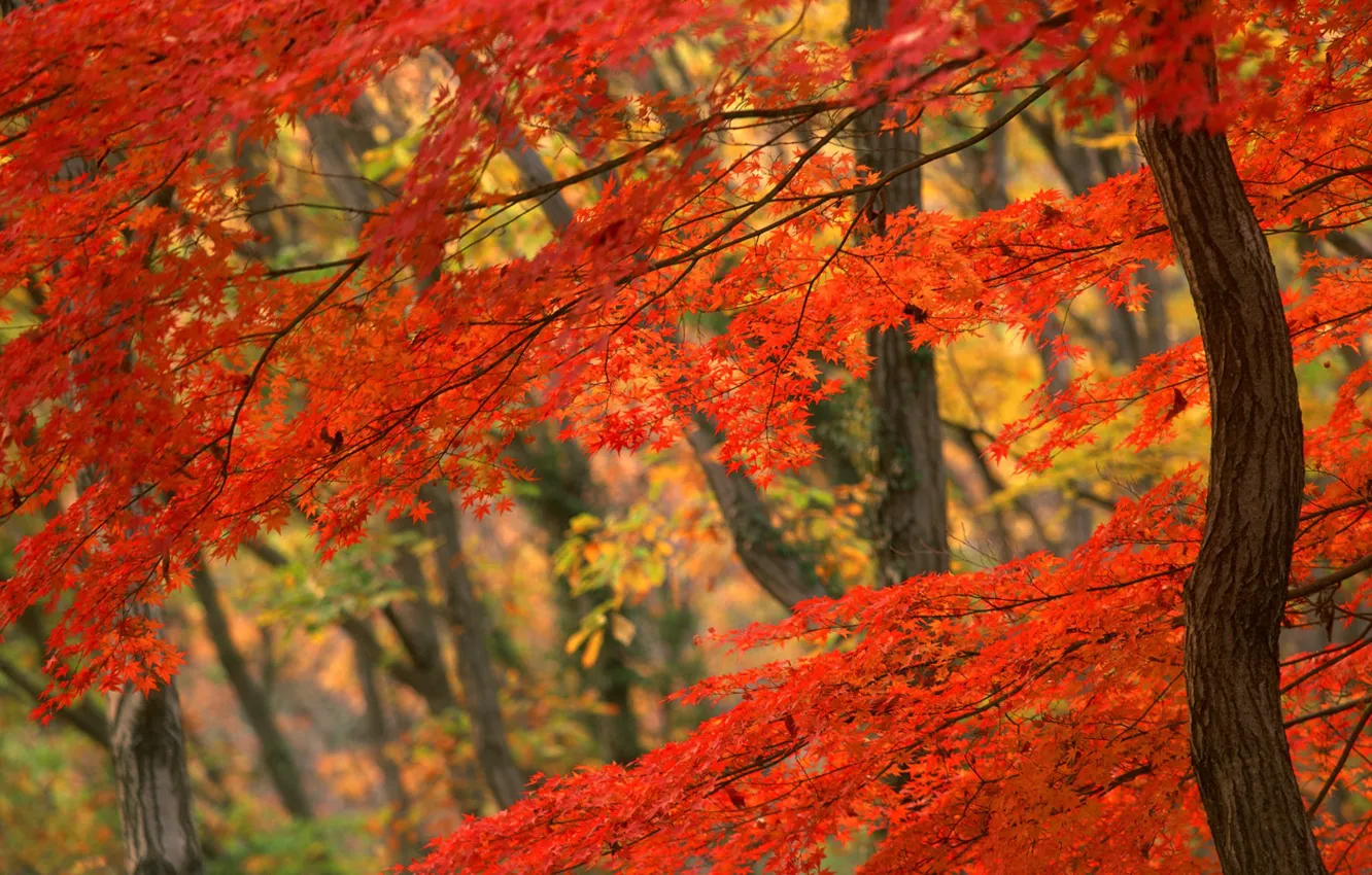 Photo wallpaper Tree, Autumn, Japan