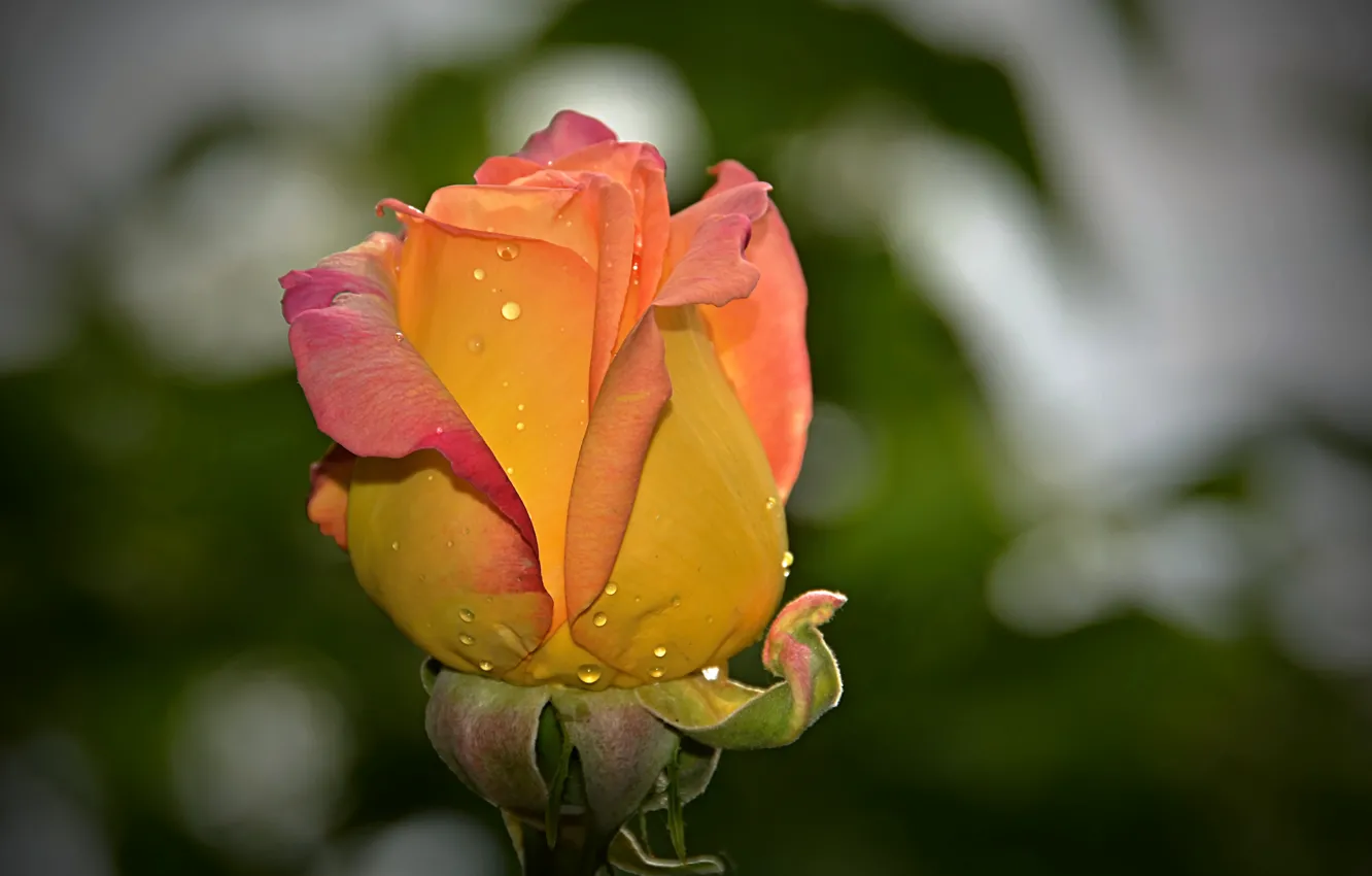 Photo wallpaper drops, bokeh, drops, yellow rose, Yellow rose