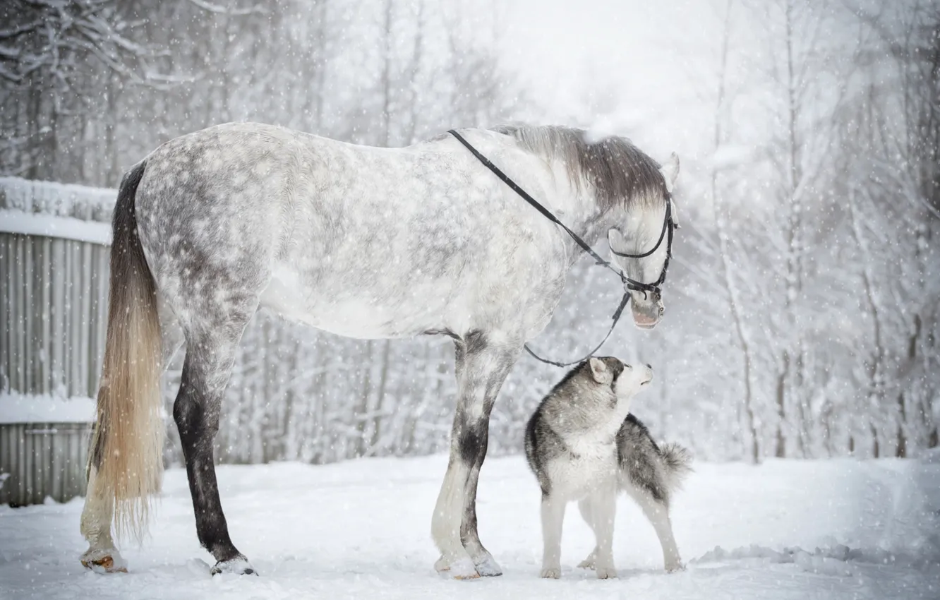 Photo wallpaper winter, snow, horse, horse, dog, friends, husky
