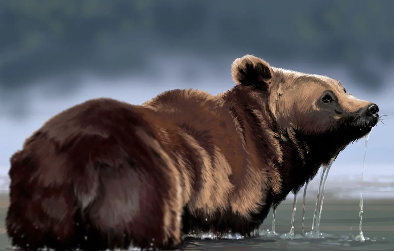 Photo wallpaper water, drops, bear, art, fur